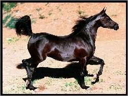 Ko�, mustang
