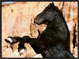 ska�y, Ko�, mustang