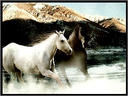 Woda, Konie, Galop