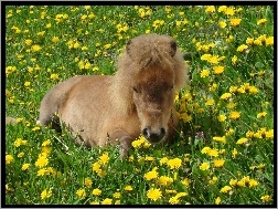 Konik, ��ka