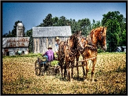 Tytoniu, Farma, Konie, Plantacja